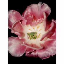 Load image into Gallery viewer, Box Set | Spring of 2020 Edition